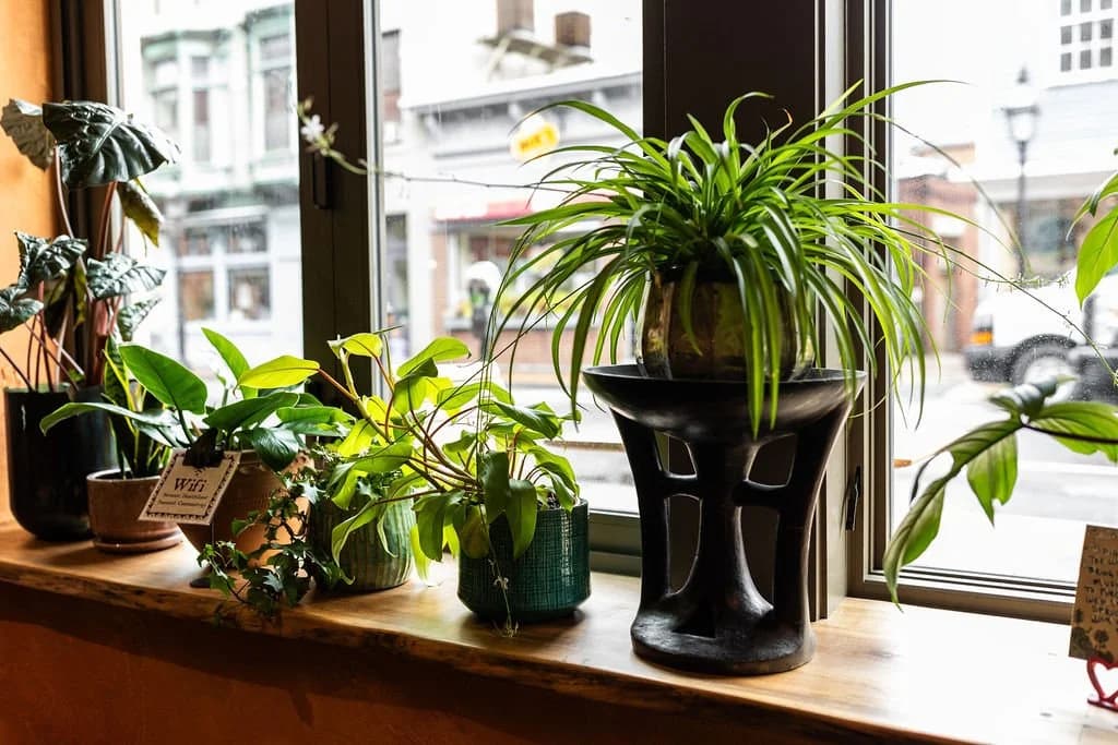 Hearth Food Garden, plants at the lounge windows